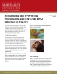 Recognizing and Preventing Mycoplasma gallisepticum (MG