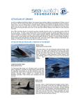 cetaceans of orkney - Sea Watch Foundation