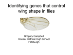 Campbell Greg fruit fly wing genetics Sci Proj 2010