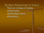 Bodies Response to Injury