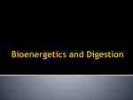 Bioenergetics and Digestion