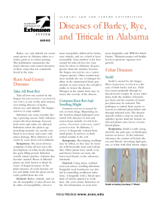 Diseases of Barley, Rye, and Triticale in Alabama