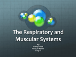 The Respiratory and Muscular Systems!