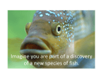 Discovery of a New Fish Species