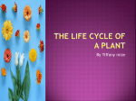 The Life Cycle of A Plant