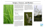 Sedges, Grasses, and Rushes (DONE)