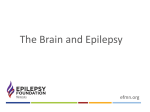 The Brain and Epilepsy - Minnesota Brain Injury Alliance