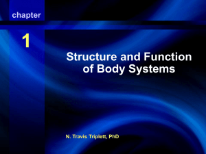 Respiratory System