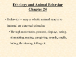 Animal Behavior