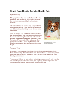Dental Care: Healthy Teeth for Healthy Pets