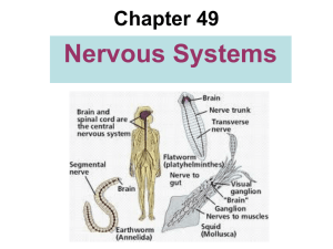 AP Chap 49 Nervous Systems