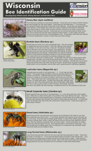Wisconsin Bee Identification Guide Wisconsin Bee Identification Guide