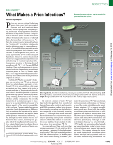 What Makes a Prion Infectious?