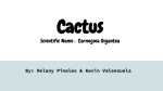 Cactus Scientific Name : Carnegiea Gigantea
