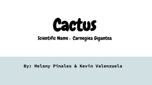 Cactus Scientific Name : Carnegiea Gigantea