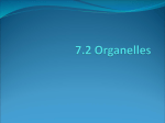7.2 Organelles