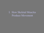 I. How Skeletal Muscles Produce Movement