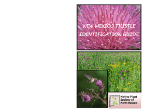 new mexico thistle identification guide