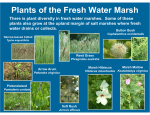 Plants of the Fresh Water Marsh