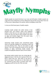 Mayfly nymph fact sheet