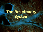 The Respiratory System - ESC-2