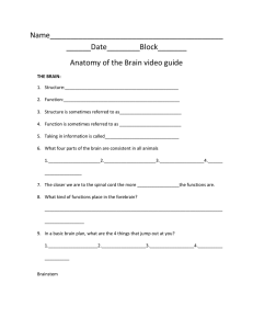 Brain anatomy Guide 9/22
