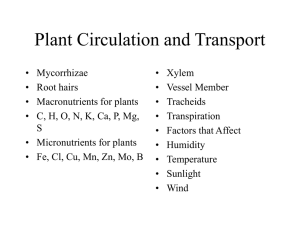 plant circulation