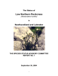 Status Report for Low Northern Rockcress