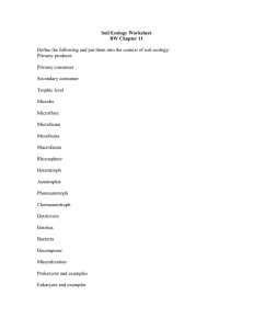 Soil Ecology Worksheet