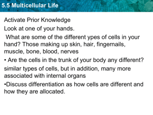 5.5 Multicellular Life Power Notes