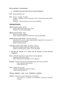 Review questions: Neuroanatomy