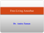 Pathogenic free-living Amoebae - OUR SITE