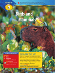 Chapter 9: Birds and Mammals