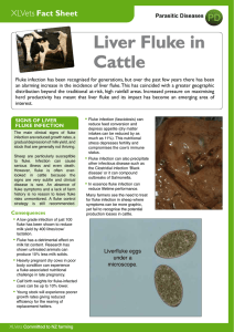 Liver Fluke in Cattle