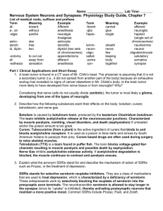 Nervous System Neurons And Synapses