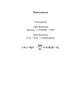 Photosynthesis Chloroplasts Light Reactions (photons → NADPH +