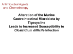 Alteration of the Murine Gastrointestinal Microbiota by Tigecycline