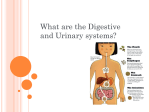 What are the Digestive and Urinary systems?