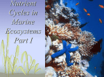 Nutrient Cycles in Marine Ecosystems