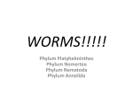 WORMS!!!!!