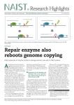 Repair enzyme also reboots genome copying Research Highlights