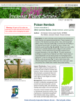 Poison Hemlock - Invasive Plant Series