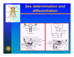 Sex determination and differentiation