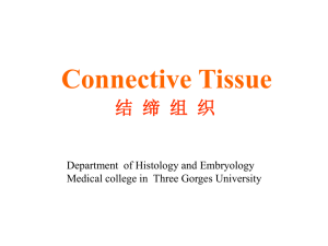 What is connective tissue?