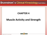 Muscle Activity—Anatomic Reverse actions