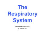 Respiratory System - University of St. Thomas