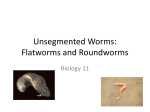 Unsegmented Worms: Flatworms and Roundworms