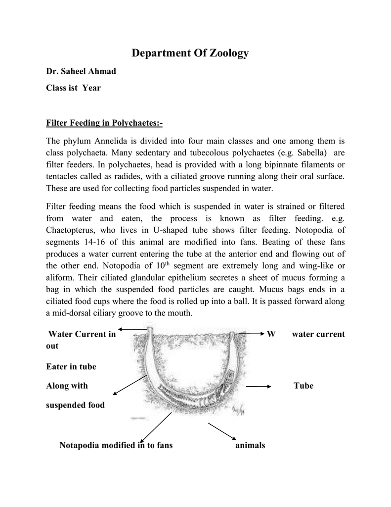 Filter Feeding In Polychaetes