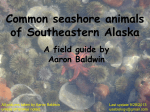 Common seashore animals of Southeastern Alaska