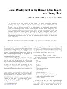 Visual Development in the Human Fetus, Infant